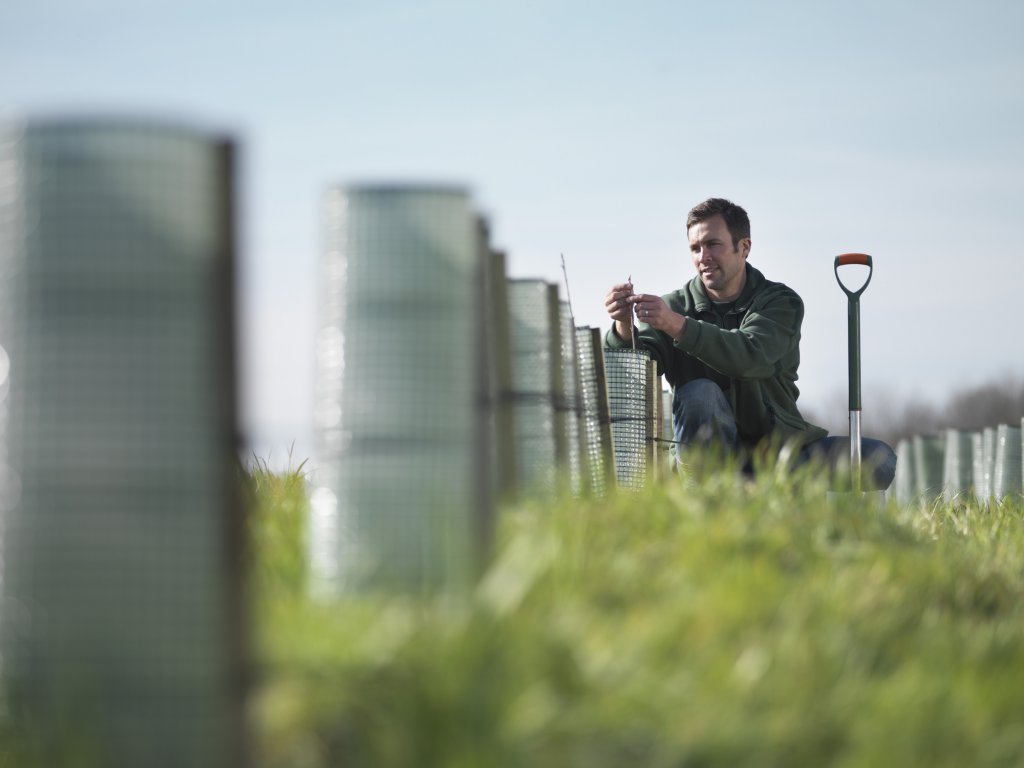 Man tending to young trees.