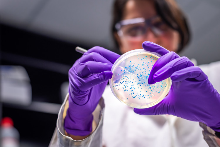 woman-researcher-performing-examination-of-bacterial-culture-plate.jpg